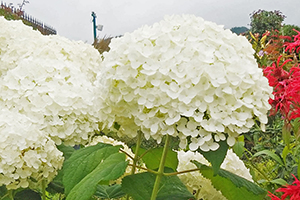 福島競馬場の紫陽花