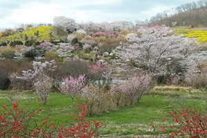 福島花見山の桜