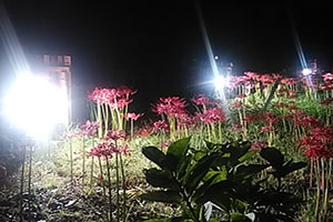 柴田町船岡の曼珠沙華ライトアップ写真
