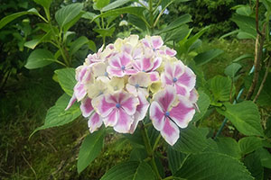 山神社の紫陽花