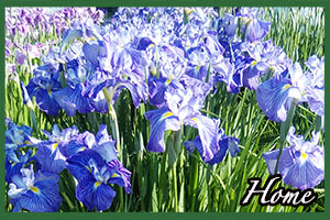 花見頃ホームページプロフィール画像