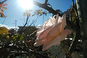 宮城蔵王酪農センターの薔薇
