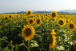 山元町のひまわり