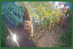 ライトアップのお花写真
