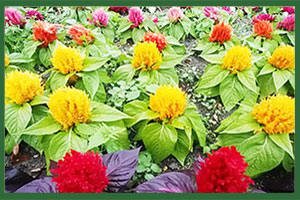 外で見かけたお花メイン画像