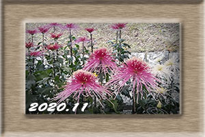 エム作成花見頃ポスター2020年11月