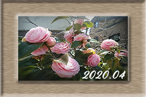 エム作成花見頃ポスター2020年4月