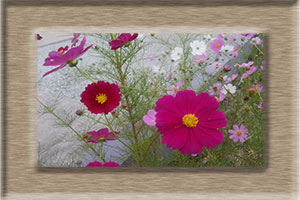 エム作成花見頃ポスター2025年10月