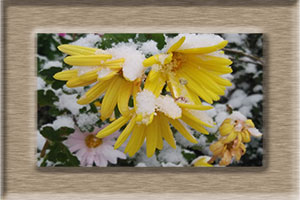 エム作成花見頃ポスター2025年12月