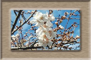 エム作成花見頃ポスター2026年1月