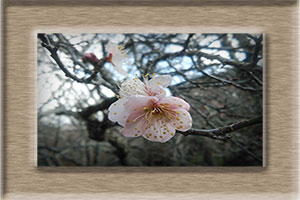 エム作成花見頃ポスター2026年2月