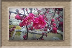 エム作成花見頃ポスター2026年3月