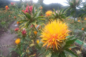 高瀬紅花ふれあいセンターの紅花