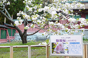 塩竈神社の塩竈桜