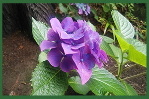 花写真