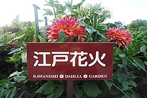山形県川西ダリヤ園のダリヤ写真