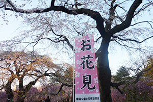 仙台市榴岡公園の桜