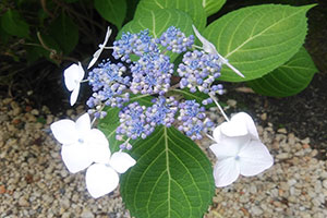 仙台市資福寺の紫陽花
