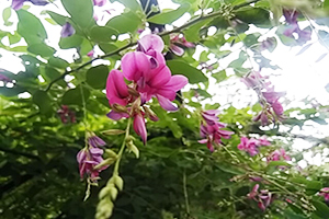 仙台市野草園の萩